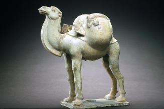 Bactrian camel