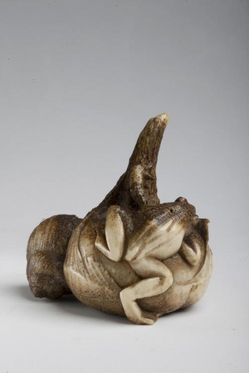 Frog and snail on an arrowhead root