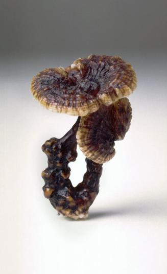 Reishi fungus