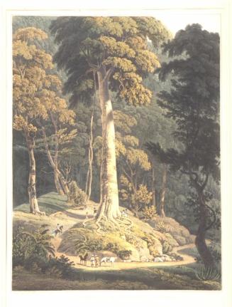 View of the Great Tree from Panoramic Sketch of Prince of Wales Island