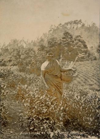 Cooly Picking Tea, Coonoor, Nilgiri Hills