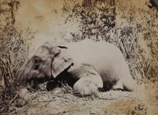 Resting elephant