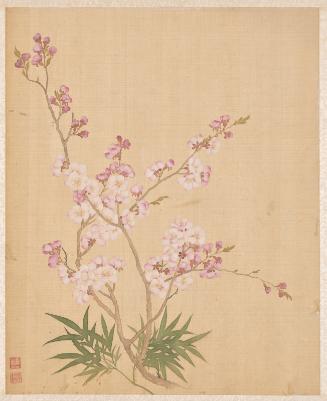 Plum Blossom (Prunus), from the Flowers of the Twelve Months: January