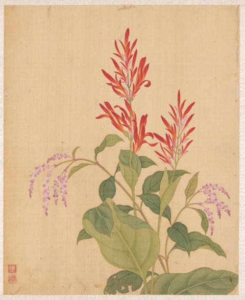 Canna and Red Knotweed, from the Flowers of the Twelve Months: September