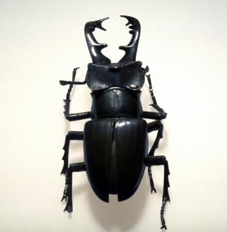 Articulated stag beetle