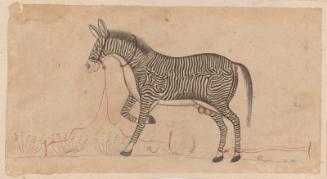 Zebra-like animal