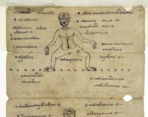 Section of a manuscript with anatomical drawings