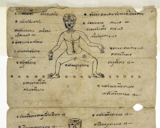 Section of a manuscript with anatomical drawings